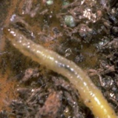Managing One of the Midwest's Most Destructive Corn Pests