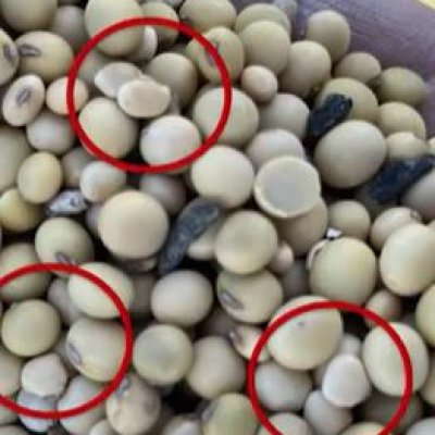 White Mold: Insights and Updates for 2025