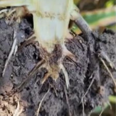 Crown Rot of Corn: There's a Party Going On