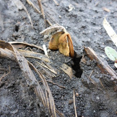 Seedling Disease of Soybean and Using Seed Treatments to Reduce Losses