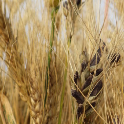 The Ergot Challenge: Management in Wheat and Agriculture Impacts