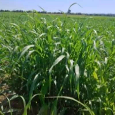 Johnsongrass: A Persistent and Continuous Challenge