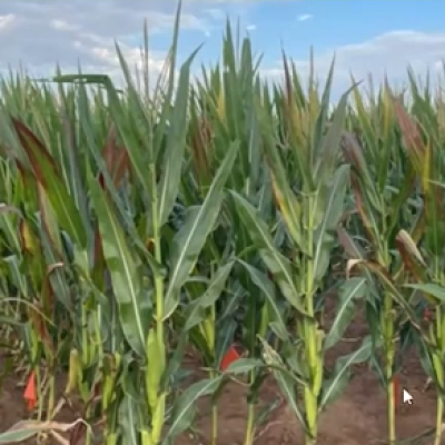 Corn Stunt: Identification, Distribution, and Management