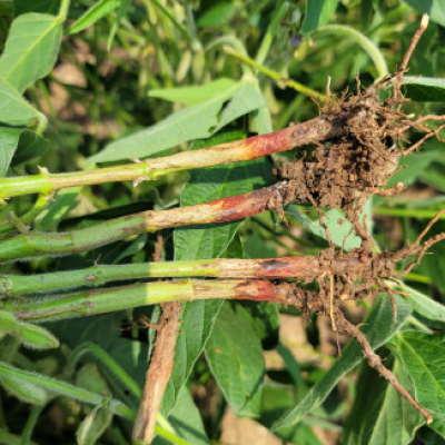 Red Crown Rot: Understanding its Impact and How to Manage it