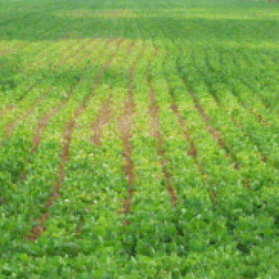 Foliar Nematodes: A Global and Colombian Perspective