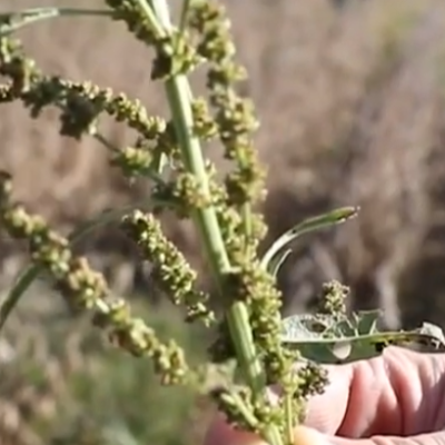 Bringing Integrated Pest Management into NRCS Conservation Effort