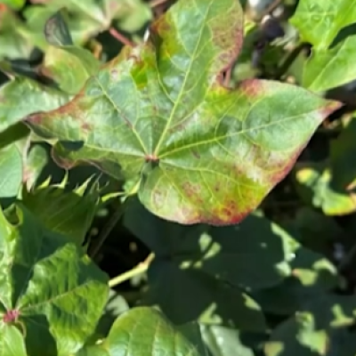 Managing Cotton Jassid