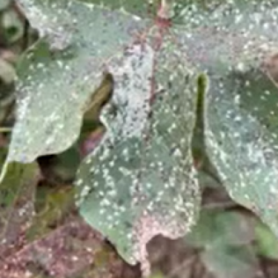 Managing Areolate Mildew