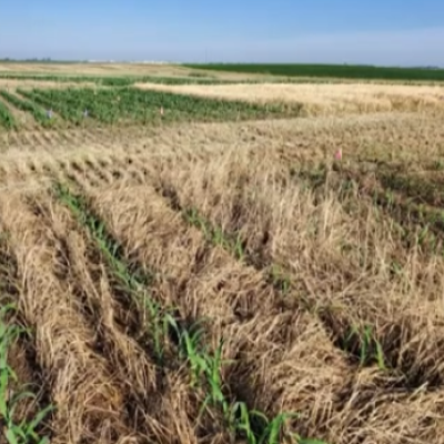 Using Robotics to Evaluate Corn Management Practices