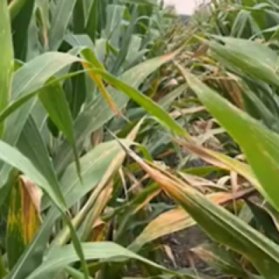 A New Corn Leaf Disease? What Researchers Are Seeing Across the Southeast