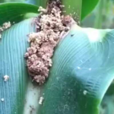 European Corn Borer Is Back: Bt Resistance, Crop Damage, and What Growers Need to Know