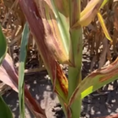 Managing Corn Stunt in the United States