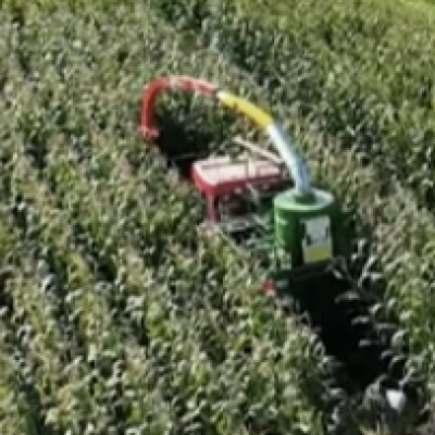 Mycotoxin Management in Silage