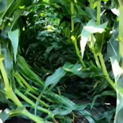 How Weather Stress Impacts Corn Yield and What Farmers Can Do About It