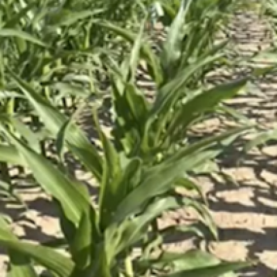 Early Stage Corn Growth and Development