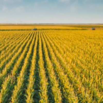 Optimizing Corn Hybrid Maturity Based on Planting Date