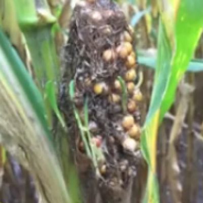 Abnormal Ear Development in Corn