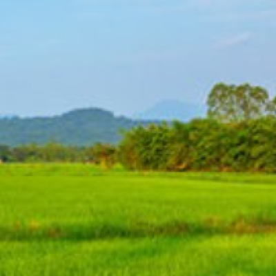 How to Effectively Use Premix Fungicides for Long-Term Disease Control