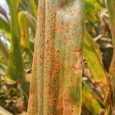 How to Choose the Best Fungicides with Efficacy Tables and ROI Tools