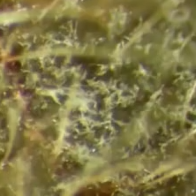 Learn How Fungicide Resistance Develops in Crops