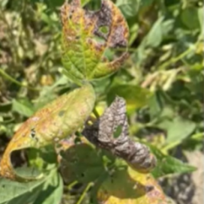 Cercospora Diseases of Soybean and Their Management