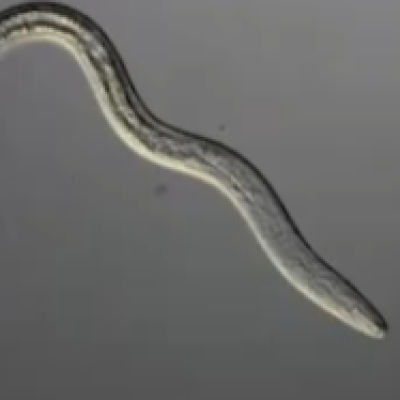 Stopping the #1 Soybean Pathogen from Cutting Your Yields