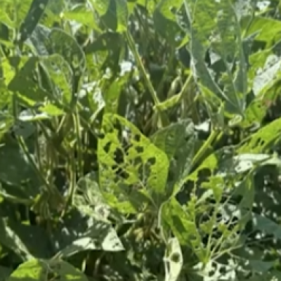 Soybean Insect Pest Management and the Steep Cost of Automatic Spraying