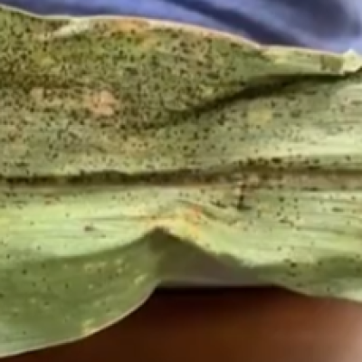 Tracking Tar Spot and SCN in South Dakota