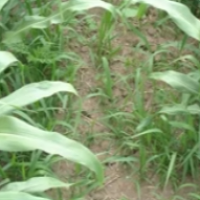 Why Herbicides Can Fail: Understanding Variable Weed Control