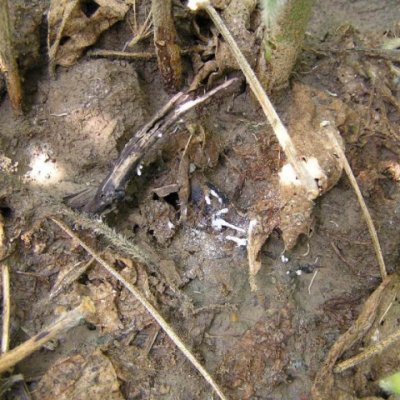 Soybean Taproot Decline: Diagnosis and Management