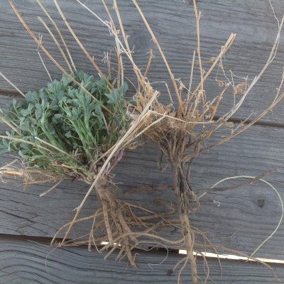 Winterkill and Winter Injury in Alfalfa