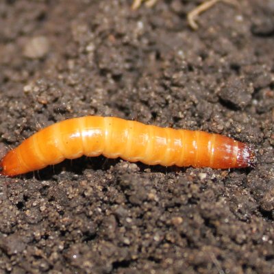 Wireworms in Soybean