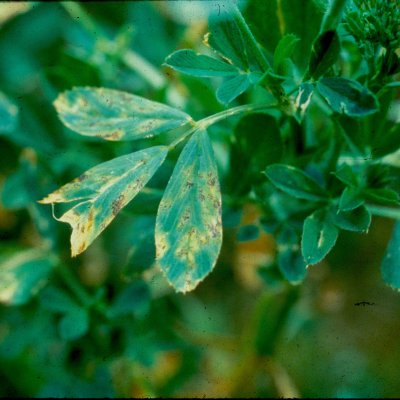 Yellow Leaf Blotch of Alfalfa