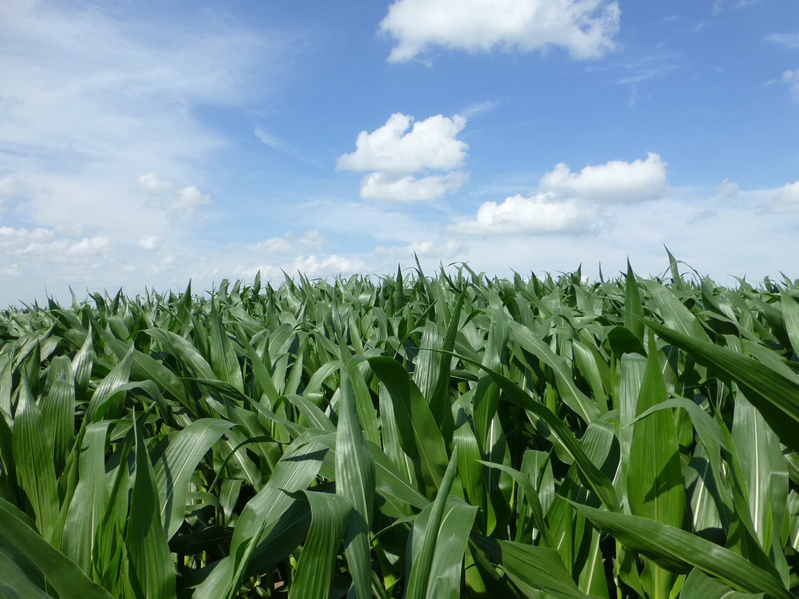 A healthy corn field with a blue sky and clouds in the background.
